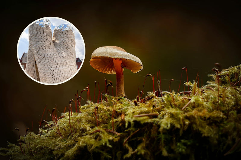 Mycelium in construction 